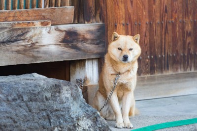 日本家屋の外に繋がれている犬
