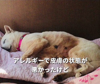 マナちゃんの現在までの軌跡3