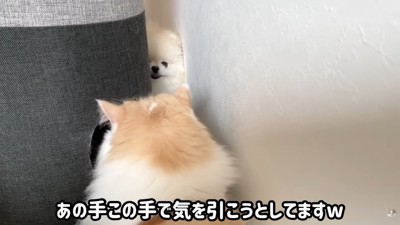 「遊ぼう」とニヤリ♪