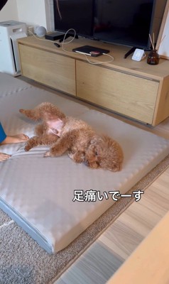 来客用のベッドが気に入ったレオくん6