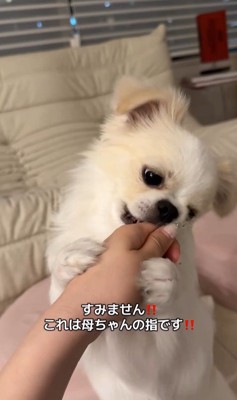 歯磨きガムを怖がるぽっぷくん⑩