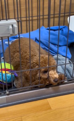 アルくんとの出会い2