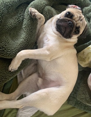 パグくんの変化3