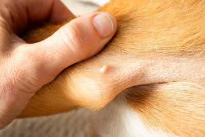 足に白いしこり