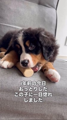 お迎え当初、ガムを噛む子犬