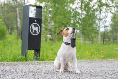 ウンチ袋ホルダーをくわえて座るジャックラッセルテリア