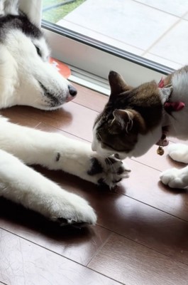 また「食べ」ちゃった
