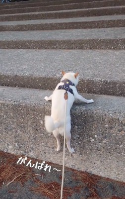 応援する投稿主さん