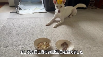 すっかり成長した雪子ちゃん