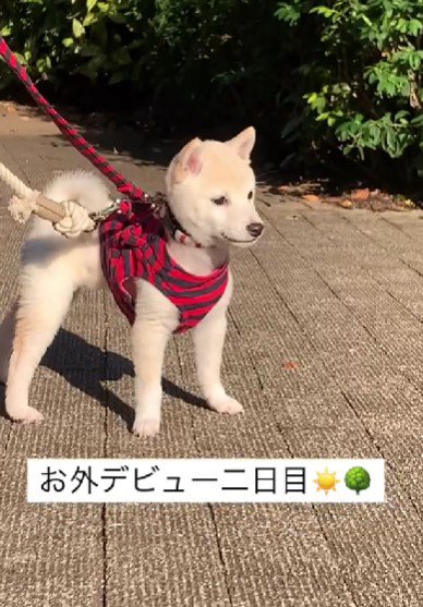 まろんちゃん譲りのセンス♪