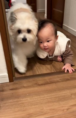 やってきた小太郎くん