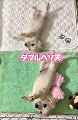 ヘソ天で寝転がる赤ちゃん犬たち