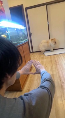 飼い主を横目で見る犬