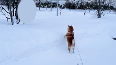 らんまるくん大歓喜♪