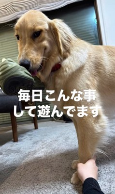 飼い主さんの靴をとるビビちゃん