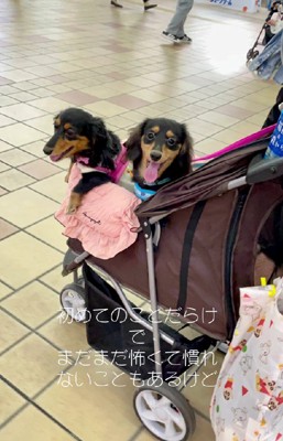 表情豊かなわんこに!