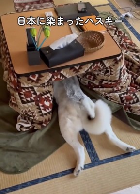 こたつにすっぽり潜り込んだ犬