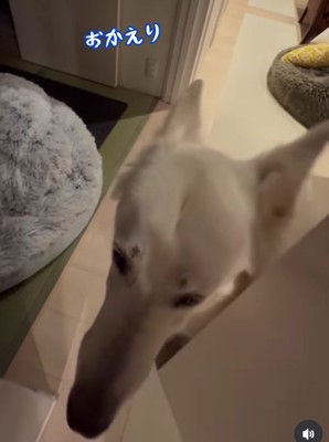 ドアの横に大型犬の顔