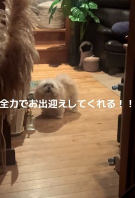 吠えるるるちゃん
