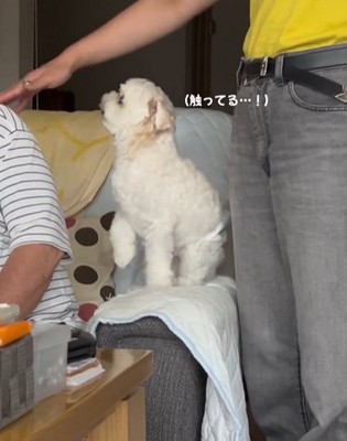 男性を守るように男性の孫娘に食って掛かる小型犬