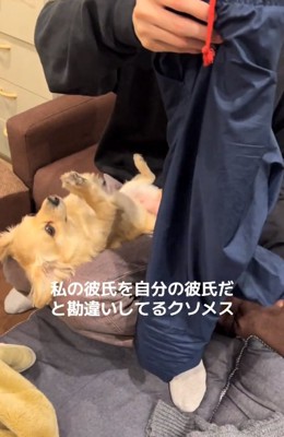 催促するワンコ