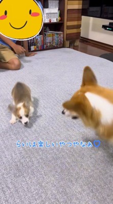 成犬を追いかける子犬