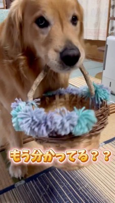カゴを咥えて男性の話を聞く犬