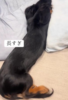 魅力的なウニマルちゃん♡