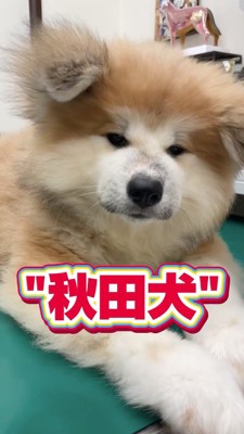 自分に向けられたカメラを見つめる子犬