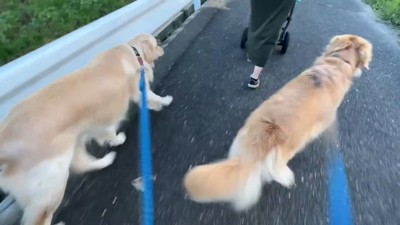 追い越したら慌ててついてきました