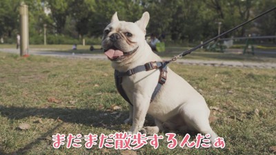 座り込んで拒否!