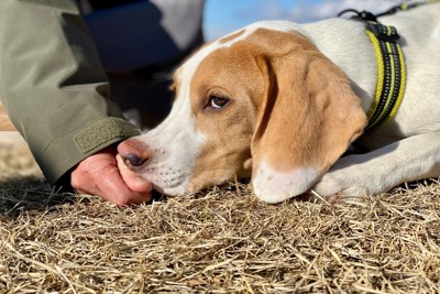 鼻に手を当てられる犬の顔アップ