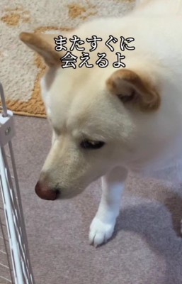 またすぐに会えるよ