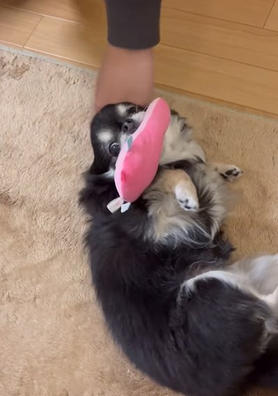 寝転んで撫でてもらう犬