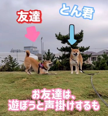 吠える柴犬と正面を向く柴犬