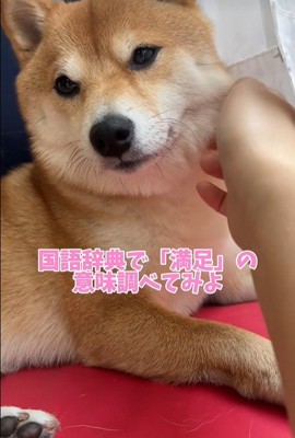 業者さんが来た日のはなちゃん⑩