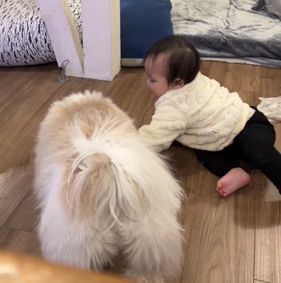 犬の背中に手を伸ばす赤ちゃん