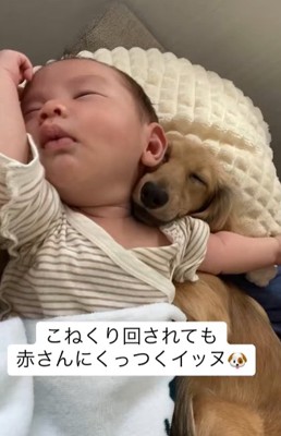 仰向けで眠る赤ちゃんの左肩に顔を埋めて眠るカニンヘンダックスフンド