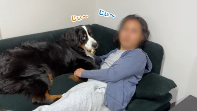 ソファーでゴロゴロする犬と男性