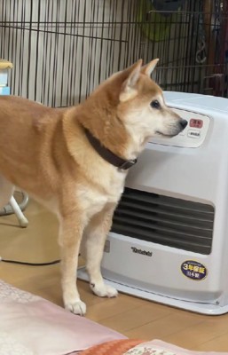 「ついてないってば…」