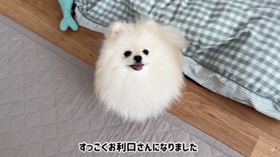 気を遣って大人しくしているポテチくん