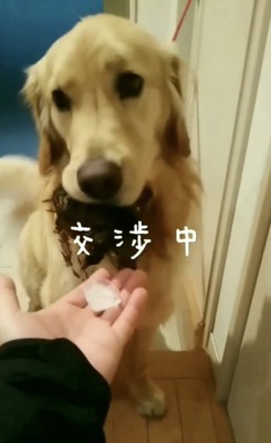 氷1個と犬