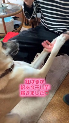 飼い主の手に両方の前足を乗せる犬