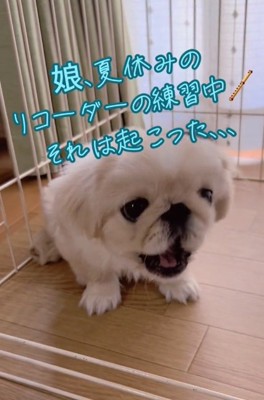 鳴きだすちぷちゃん