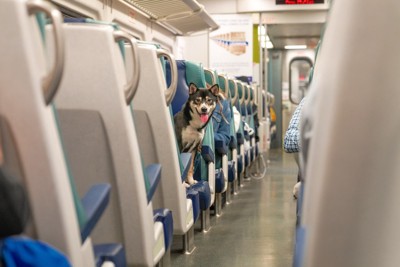 電車内、舌を出した犬