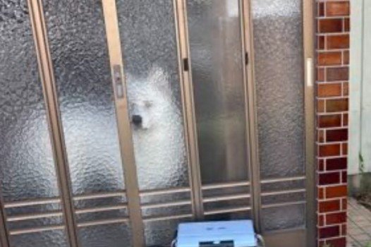 まっちょくんがいる！！