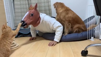 馬のお面をたたく猫と座る犬