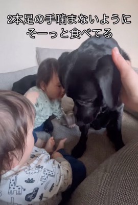 頭を撫でられる犬