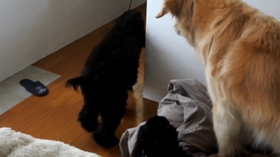 ルーク君をお散歩に誘った時の態度⑩