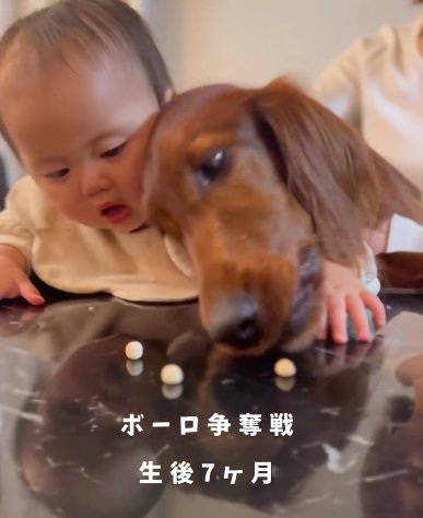 机に散らばるボーロを取り合う赤ちゃんとアイリッシュセター